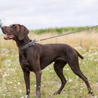 TRIXIE HONDENRIEM RUSTIC VETLEER DONKERBRUIN 100X2,5 CM - thumbnail