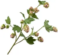 Silk-ka Zijden Bloem-Kunstbloem Hop Tak Paars-Groen 77 cm - thumbnail