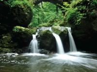 Waterval groen 70x50cm Tuinschilderij Customize-it - Customize it - thumbnail