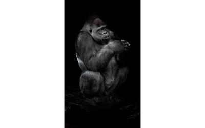 Goossens Schilderij Tarongoo Zoo Gorilla, 70 x 118 cm