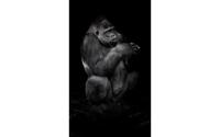 Goossens Schilderij Tarongoo Zoo Gorilla, 70 x 118 cm - thumbnail