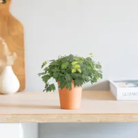 Mini Mimosa Pudica - Kruidje-roer-me-niet - P6 - thumbnail