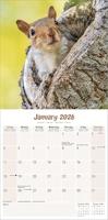 Eekhoorn Kalender 2026 - thumbnail