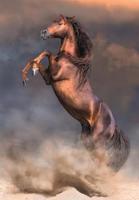 Clementoni legpuzzel wild red stallion, 500st. - thumbnail