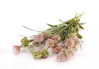 Kunst Tak Allium Roze Buitengewoon de Boet - Buitengewoon de boet - thumbnail