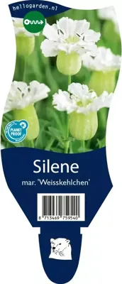 Silene mar. Weisskehlchen vaste plant Griffioen - Griffioen