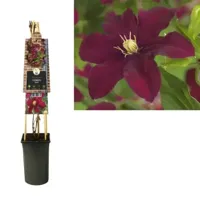 Klimplant Clematis Niobe - Rode Bosrank - thumbnail