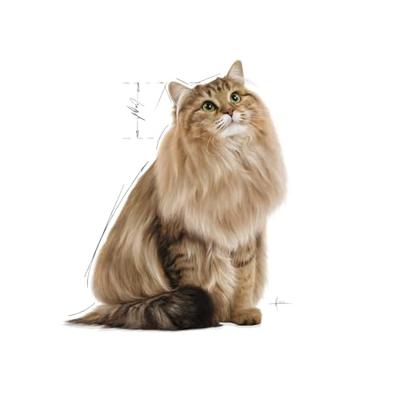 Royal Canin Hair & Skin Care natvoer in jus 85g - thumbnail
