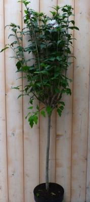 Hibiscus op stam Wit totale hoogte 100 cm Warentuin Natuurlijk - Warentuin natuurlijk