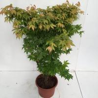 Japanse esdoorn (Acer palmatum "Osakasuki") heester - 100-125 cm - 1 stuks - thumbnail