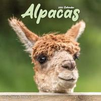 Alpacas Calendar 2026 Square Animal Wall Calendar - 16 Month - thumbnail