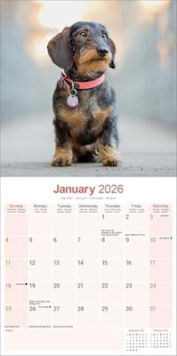 Teckel Ruwhaar Kalender 2026