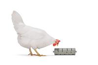 Beeztees Kip snackroller 22.5x6.5x6.5cm Grijs - thumbnail