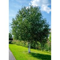 Papierberk - thumbnail