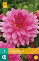 Dahlia rosella 1st bloembol zomer Dahlia JUB - Jub - thumbnail