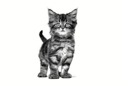 ROYAL CANIN Cat Gastrointestinal Kitten VHN - droog kattenvoer - 400g - thumbnail