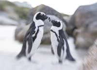 LensBaby Composer Pro II Fuji X met Sweet 50 - thumbnail