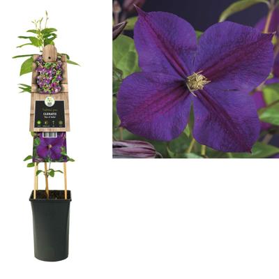 Paarse bosrank (Clematis "Star of India") klimplant