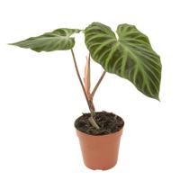 Philodendron Verrucosum - P12 - thumbnail