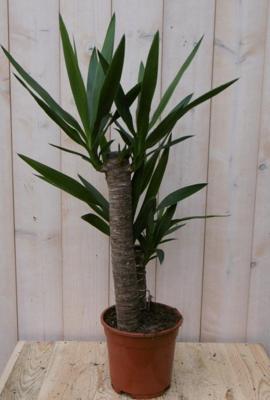 Yucca 60 cm kamerplant Yucca Warentuin Natuurlijk - Warentuin natuurlijk Yucca 60 cm kamerplant Yucca Warentuin Natuurlijk - Warentuin natuurlijk