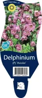 Delphinium (P) Astolat vaste plant Griffioen - Griffioen - thumbnail