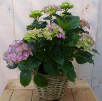 Hortensia Hydrangea in een mand roze Warentuin Natuurlijk - Warentuin natuurlijk - thumbnail