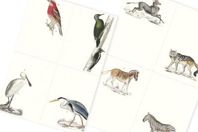 Fauna (Paperback)