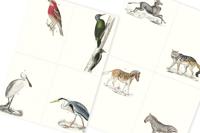Fauna (Paperback) - thumbnail
