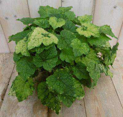 2 stuks! Kamerplant Kindje op moeders schoot Tolmiea Viridi Warentuin Natuurlijk - Warentuin natuurlijk 2 stuks! Kamerplant Kindje op moeders schoot Tolmiea Viridi Warentuin Natuurlijk - Warentuin natuurlijk
