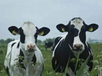 Rocky en Ronny 70x50cm Tuinschilderij Customize-it - Customize it - thumbnail