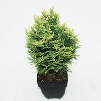 Schijncipres (Chamaecyparis lawsoniana "White Spot") conifeer - thumbnail