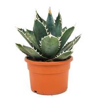 Agave titanova M kamerplant - thumbnail