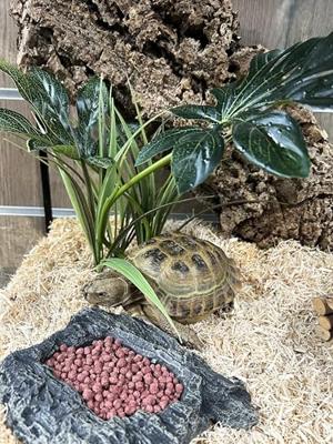 KOMODO VOER SCHILDPAD PAARDENBLOEM