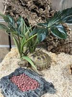 KOMODO VOER SCHILDPAD PAARDENBLOEM - thumbnail