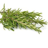 Rozemarijn zaden Rosmarinus Officinalis - thumbnail