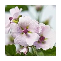 Lichaamsmelk Atopische Huid Weleda WELWHIC66 - thumbnail