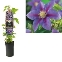 Paarse bosrank (Clematis "Barbara Jackman") klimplant - thumbnail
