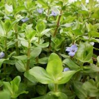 Moerings Bacopa caroliniana - grote bacopa - thumbnail