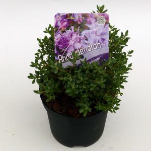 Dwerg rododendron (Rhododendron "Lavendula") heester