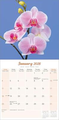 Orchidee Kalender 2026