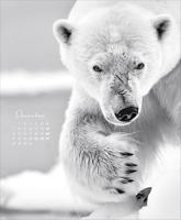 Wildlife face to Face Kalender 2026 - thumbnail