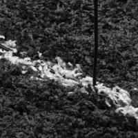 VidaXL Vloerkleed pamplona shaggy hoogpolig ø 100 cm zwart en crème - thumbnail