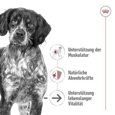 Royal Canin Medium Ageing natvoer hond (in saus) 1 doos (10 x 140 g) - thumbnail