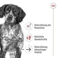 Royal Canin Medium Ageing natvoer hondenvoer zakjes 10x140g - thumbnail