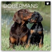 Dobermann Kalender 2026 - thumbnail