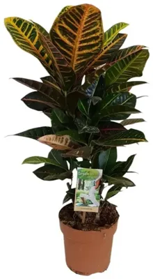 Codiaeum variegatum 'Petra' (Codiaeum) 60cm