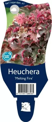 Heuchera Melting Fire vaste plant Griffioen - Griffioen Heuchera Melting Fire vaste plant Griffioen - Griffioen