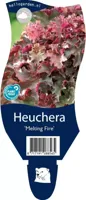 Heuchera Melting Fire vaste plant Griffioen - Griffioen - thumbnail