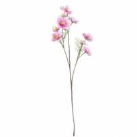 Countryfield kunstbloem cosmos donkerpaars 105 cm | 12 stuks - thumbnail