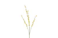 Decostar Cytisus 108 cm oranje - thumbnail